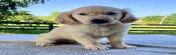 Golden Retriever dogs for sale: Oliver - Ad 2