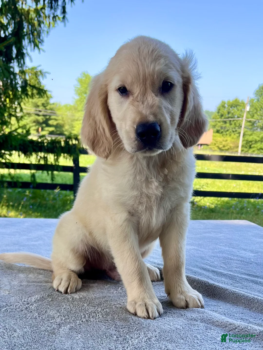 Golden Retriever dogs for sale: Oliver - Ad 2