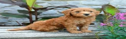 Mini Goldendoodle dogs for sale: Brielle - Ad 3