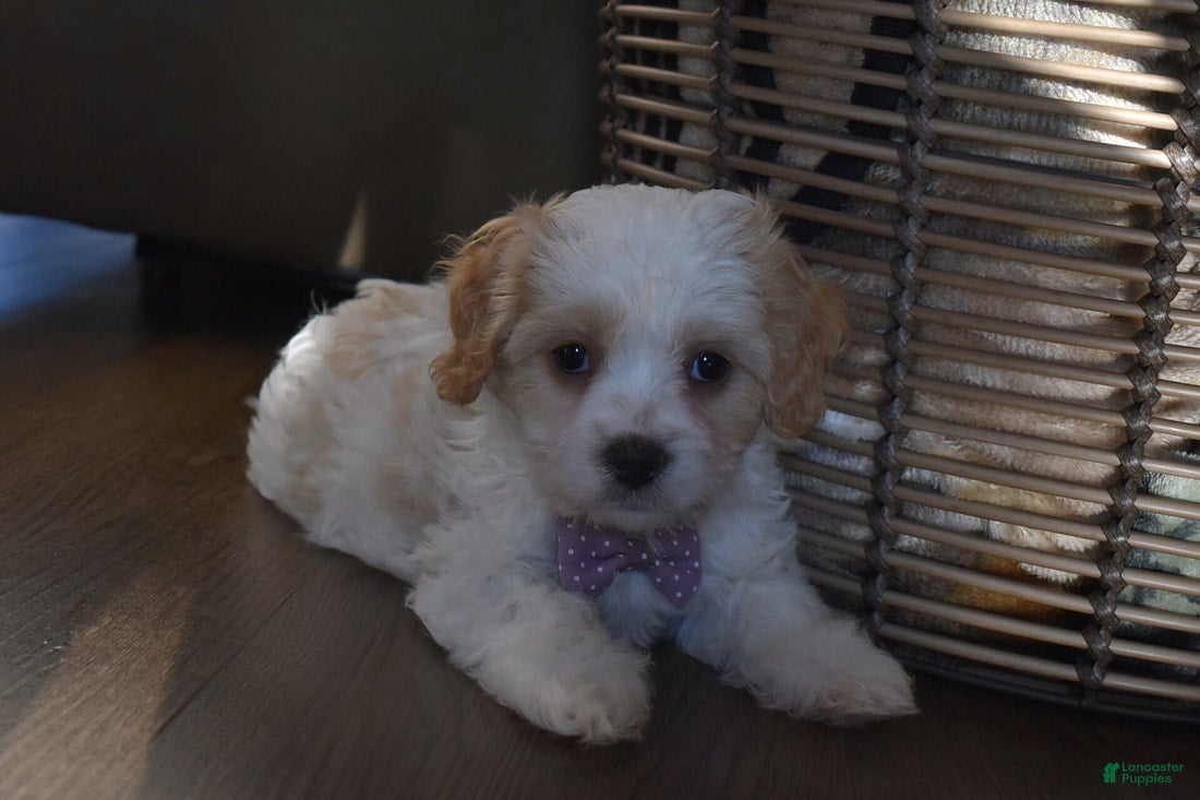Cavachon dogs Benita  - Ad 2