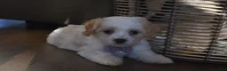 Cavachon dogs for sale: Benita  - Ad 2