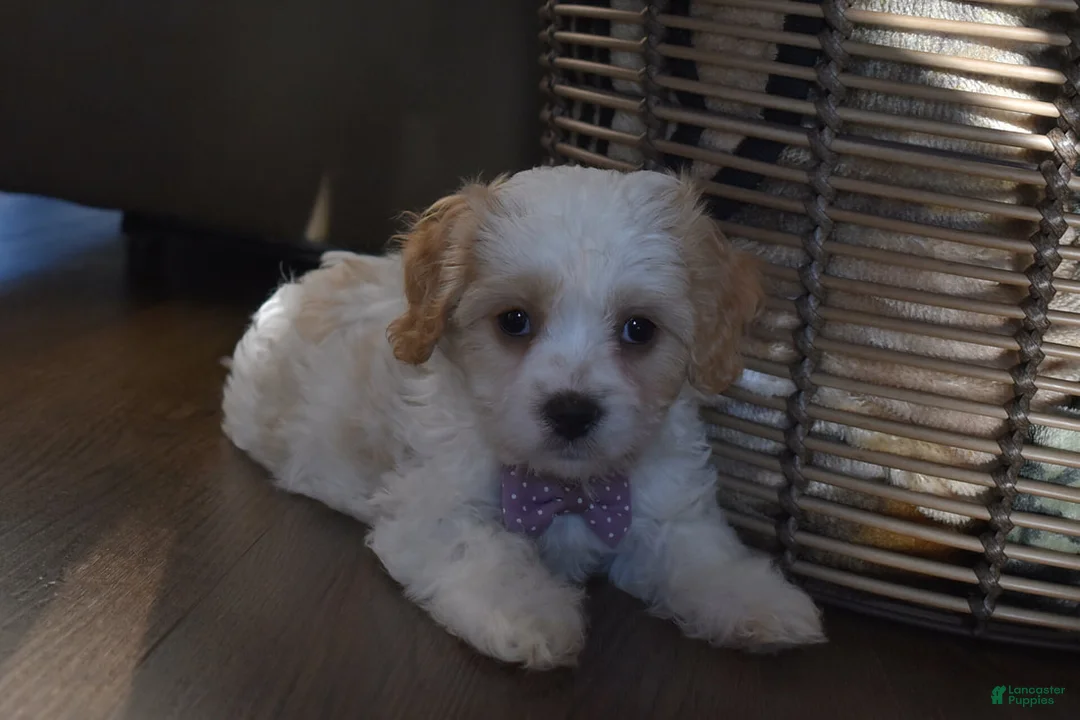 Cavachon dogs for sale: Benita  - Ad 2