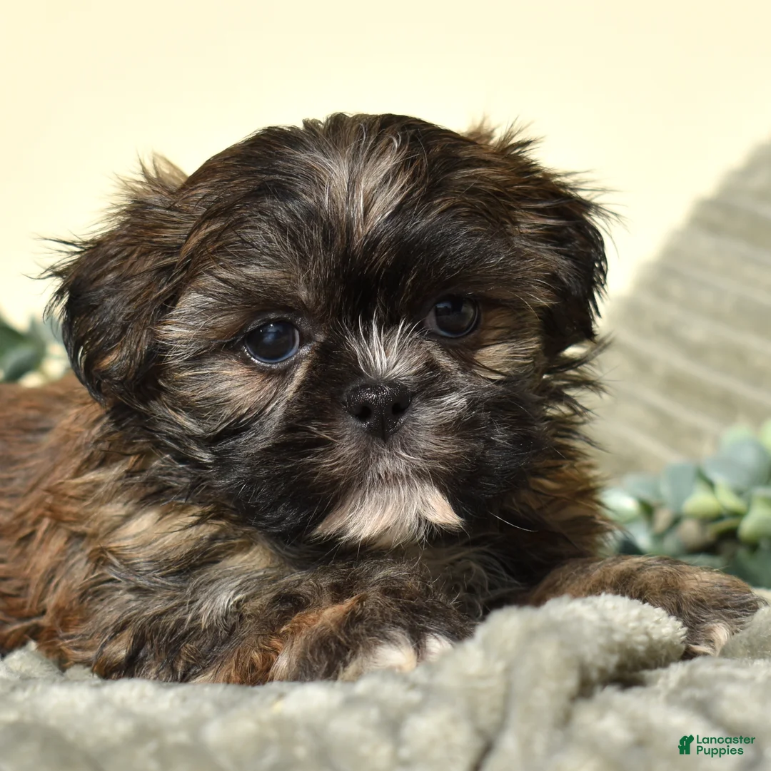 Shih Tzu dogs for sale: Bently - Ad 7