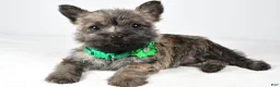 Cairn Terrier dogs for sale: Charlotte - Ad 8