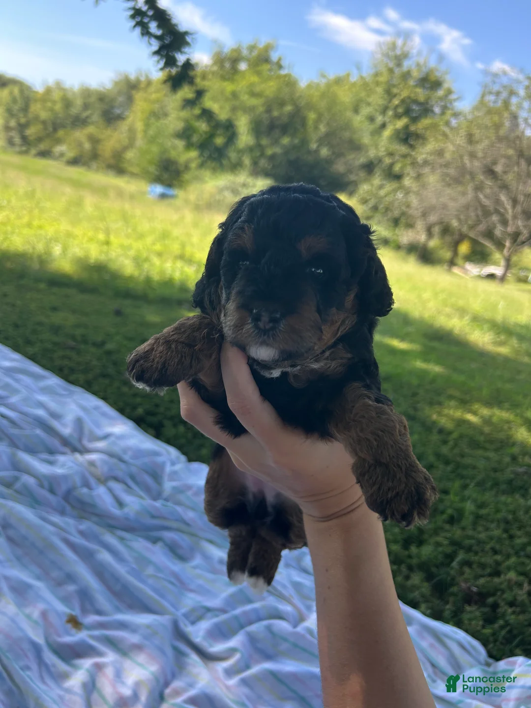 Mini Bernedoodle dogs for sale: Poppy - Ad 2