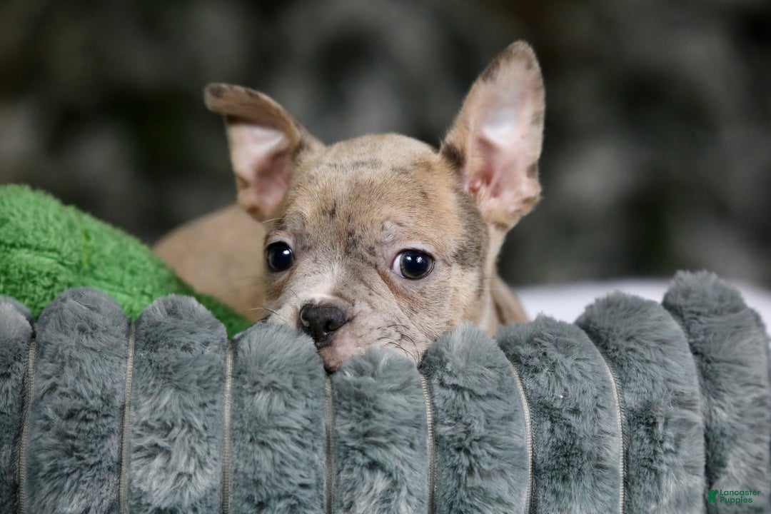 Frenchton dogs for sale: Bean - Ad 9