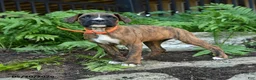 Boxer dogs for sale: Gypsy - Ad 4