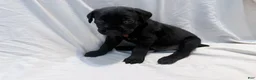 Cane Corso dogs for sale: Cain AKC red collar - Ad 18