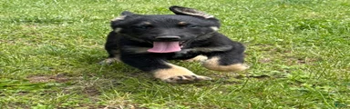German Shepherd Puppy 1