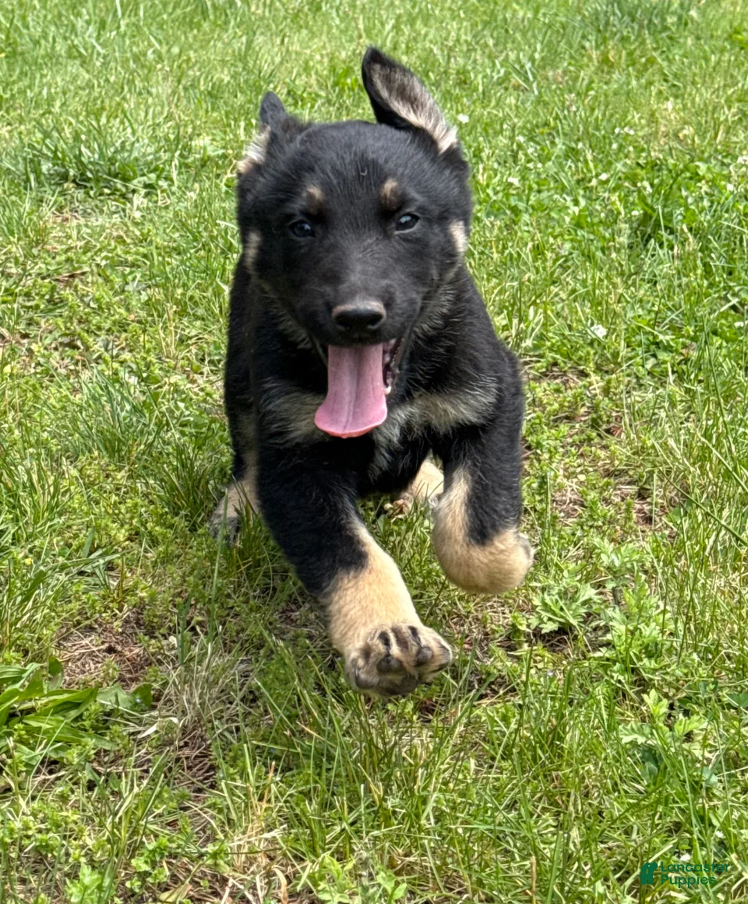 German Shepherd dogs for sale: German Shepherd Puppy 1 - Ad 1