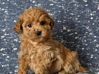 Bichpoo dogs Minnie - Ad 31