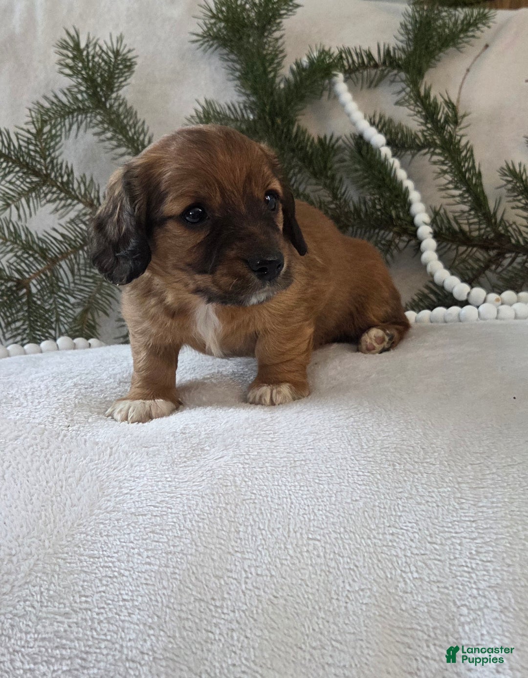 Miniature Dachshund dogs for sale: Mocha - Ad 9