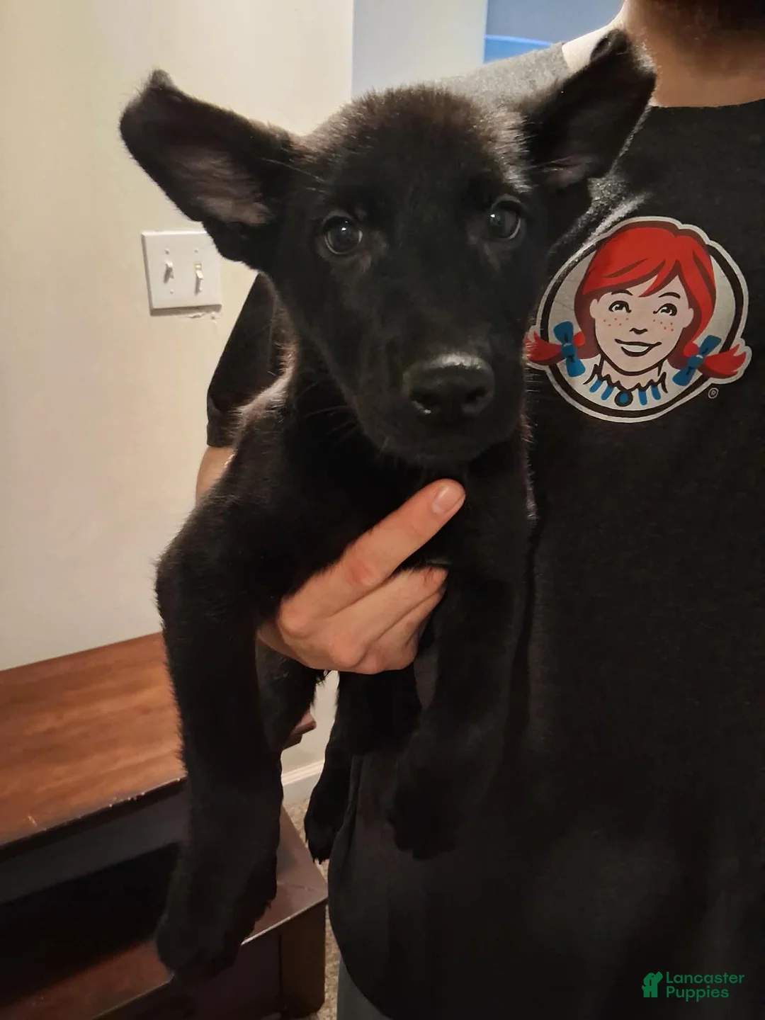 German Shepherd dogs for sale: Pepper 💜 - Ad 1