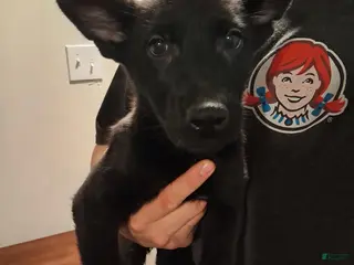 German Shepherd dogs Pepper 💜 - Ad 42