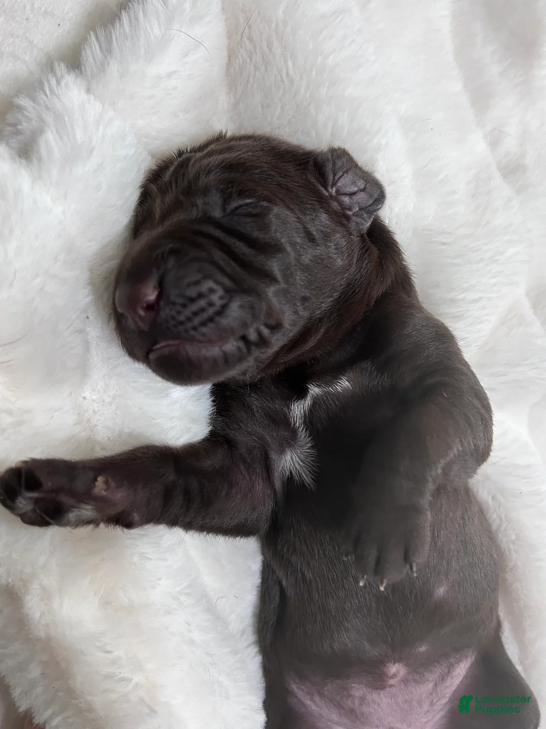 German Shorthaired Pointer dogs for sale: Faith - Ad 1