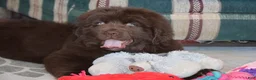 Newfoundland dogs for sale: Carson - Ad 8