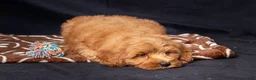 Mini Goldendoodle dogs for sale: Leah - Ad 3