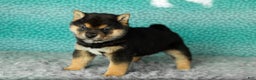 Shiba Inu dogs for sale: Andre - Ad 1