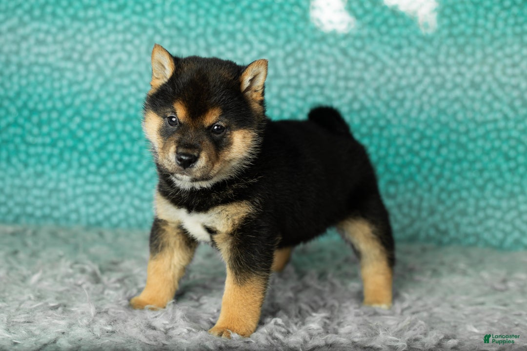 Shiba Inu dogs for sale: Andre - Ad 1