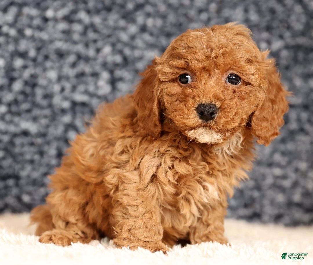 Bichpoo dogs for sale: Fiona - Ad 9