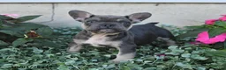 French Bulldog dogs for sale: Fergus - Ad 5