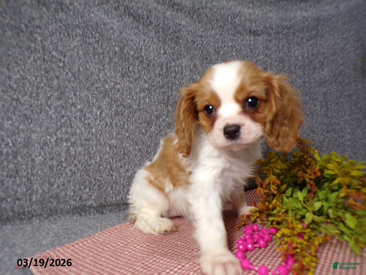 Cavalier King Charles Spaniel dogs Cassie   - Ad 2