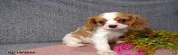 Cavalier King Charles Spaniel dogs for sale: Cassie   - Ad 2