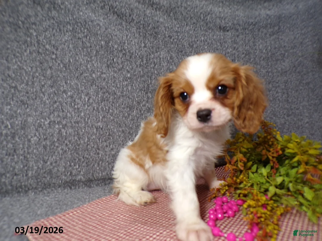 Cavalier King Charles Spaniel dogs for sale: Cassie   - Ad 2