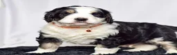 Bernedoodle dogs for sale: Mr. Sammy - Ad 5