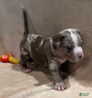 American Pit Bull Terrier dogs American Merle Pit Bull Terrier  - Ad 1