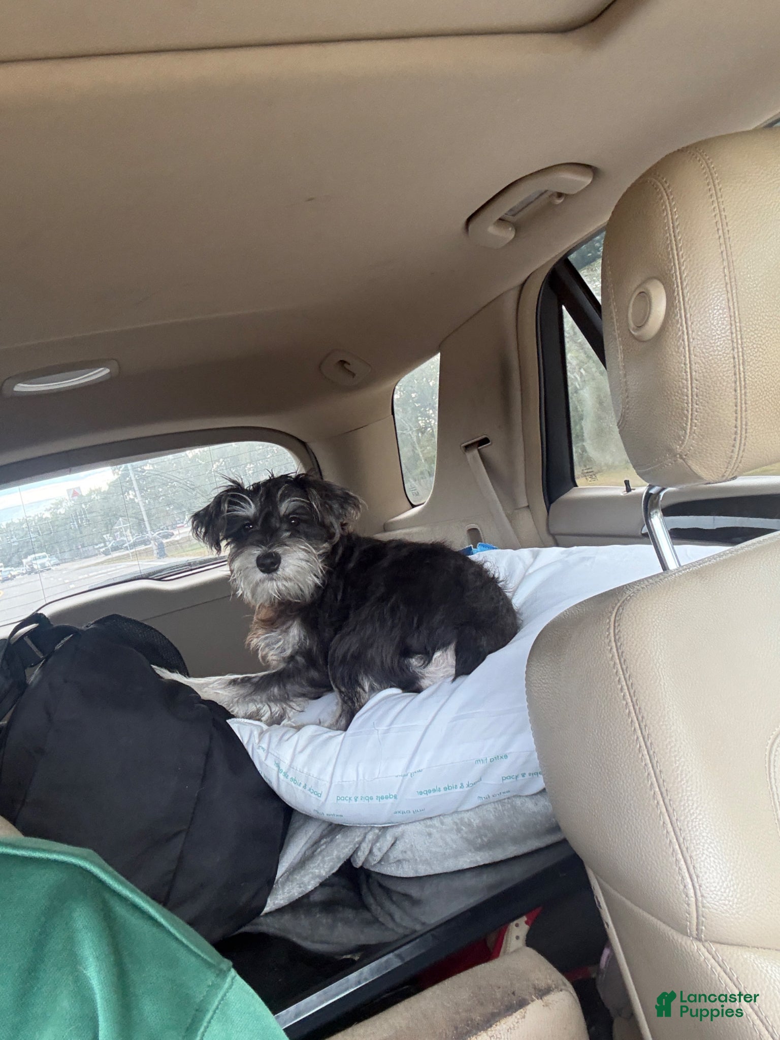 Miniature Schnauzer dogs for sale: Miniature Schnauzer Puppy 2 - Ad 7