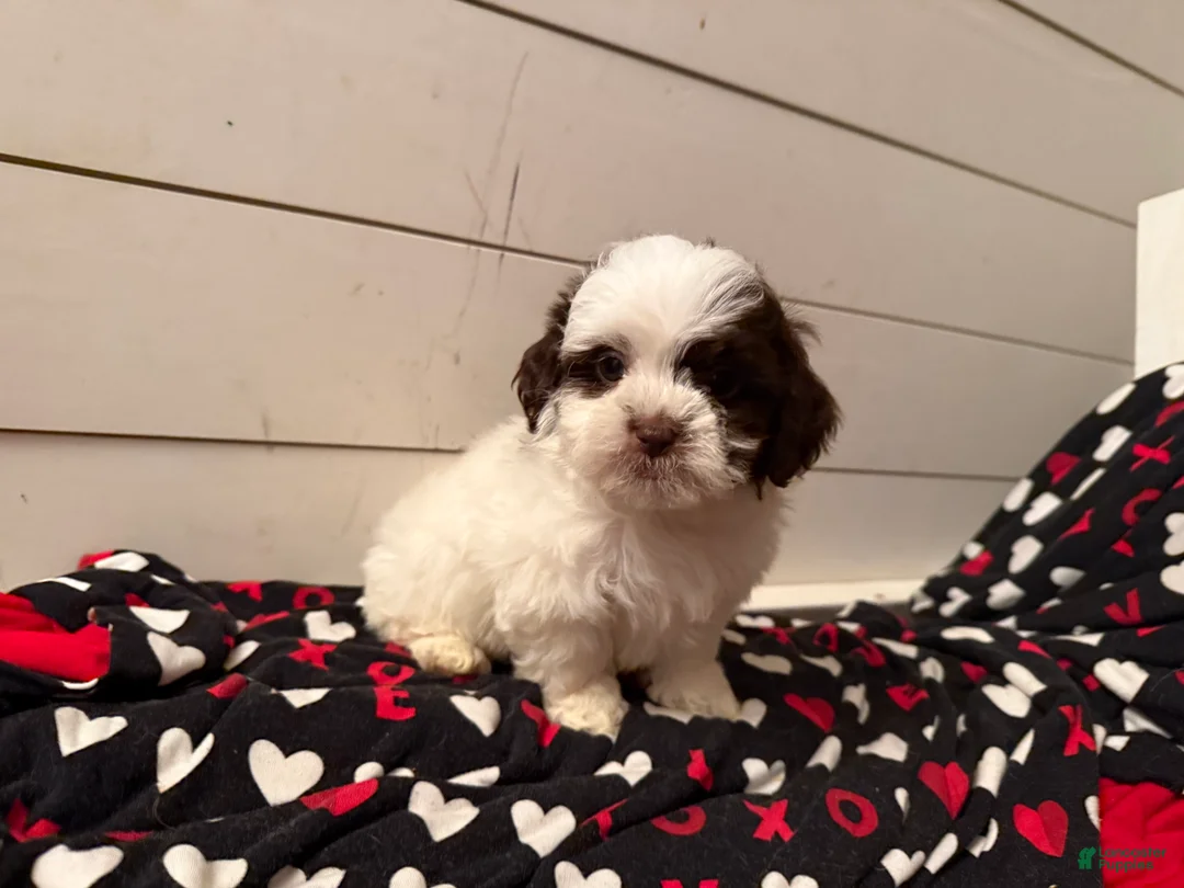 Shihpoo dogs for sale: Oliver  - Ad 26