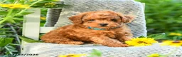 Maltipoo dogs for sale: Dandelion - Ad 1