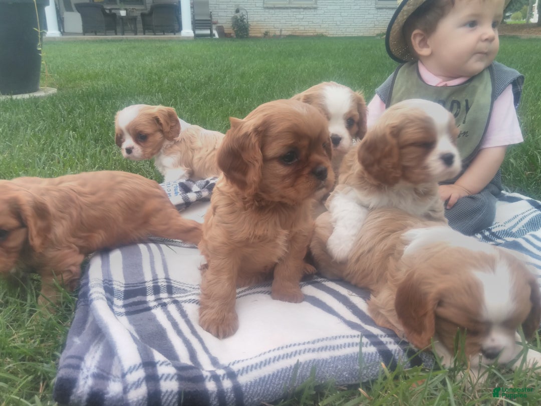 Cavalier King Charles Spaniel dogs for sale: Max - Ad 7