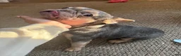 French Bulldog dogs for sale: French Bulldog 1 - Ad 2