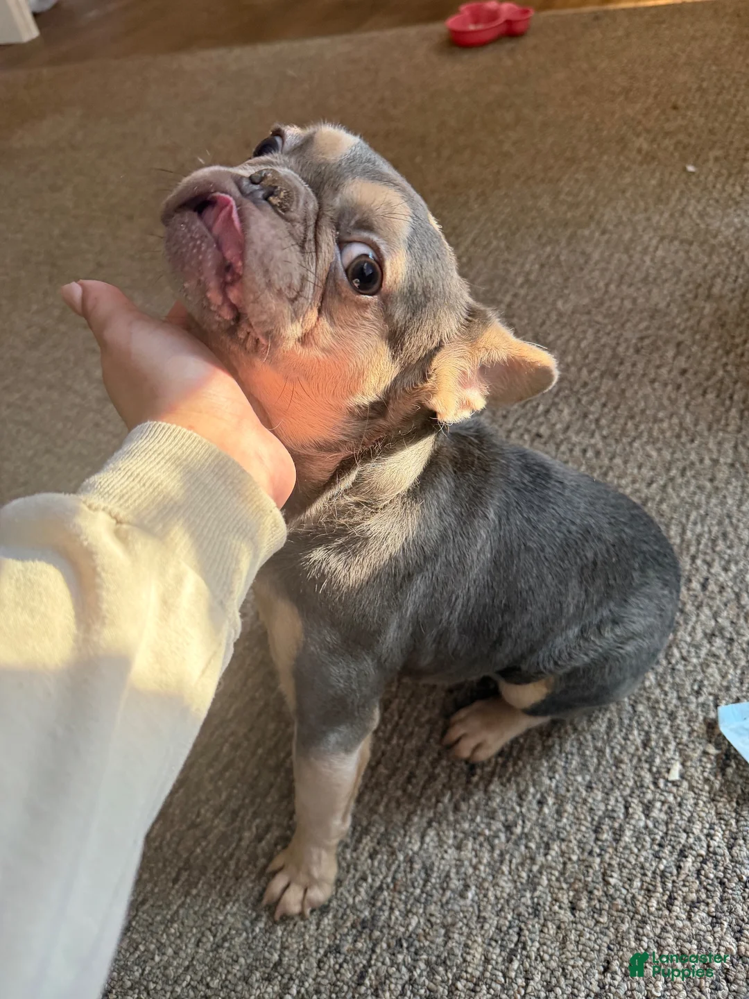 French Bulldog dogs for sale: French Bulldog 1 - Ad 2