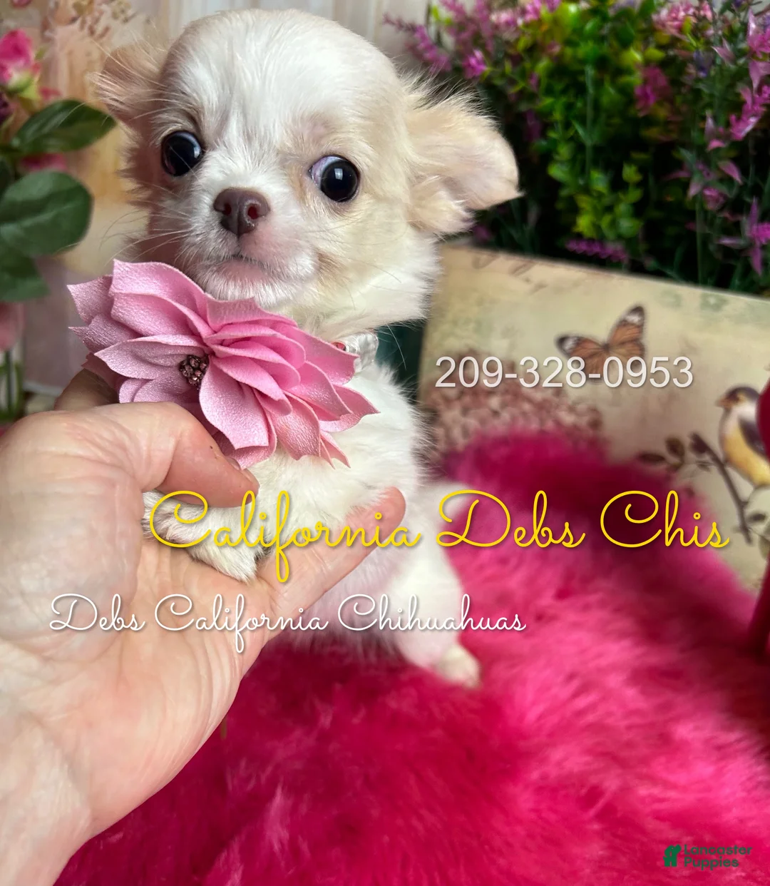 Chihuahua dogs for sale: Bo PEEP in Cakifornia - Ad 1