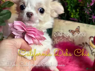 Chihuahua dogs Bo PEEP in Cakifornia - Ad 2