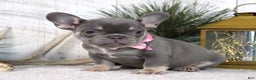 French Bulldog dogs for sale: Ann - Ad 4
