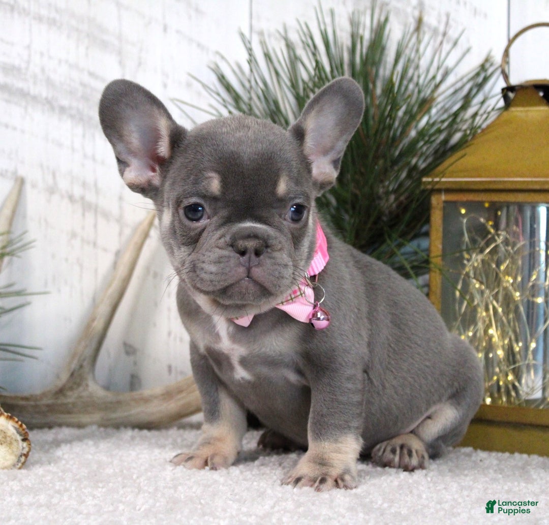 French Bulldog dogs for sale: Ann - Ad 4