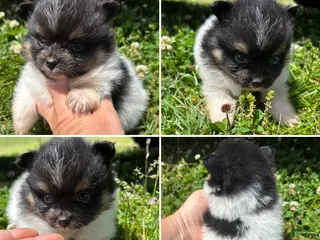 Pomeranian dogs Tri parti boy - Ad 16