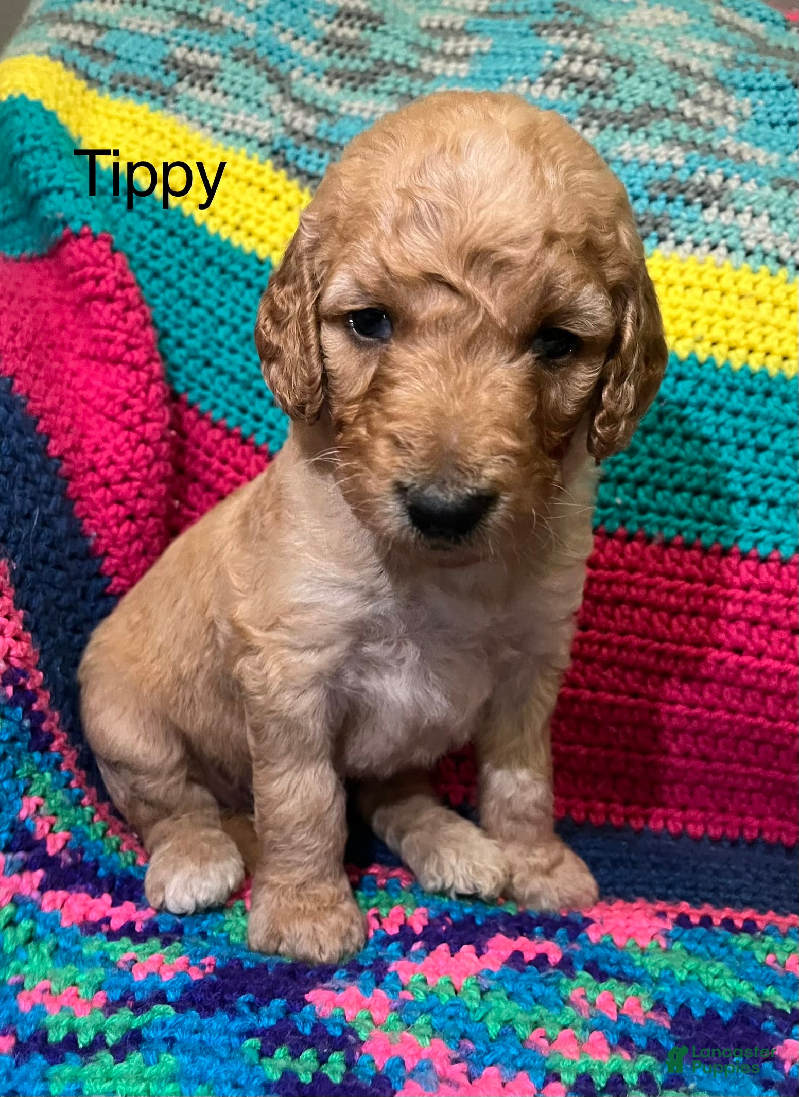 Goldendoodle dogs Tippy - Ad 1