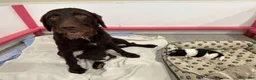Labradoodle dogs for sale: Cindy (Girl) - Ad 5