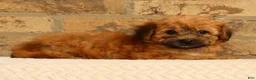Yochon dogs for sale: Felicity - Ad 5