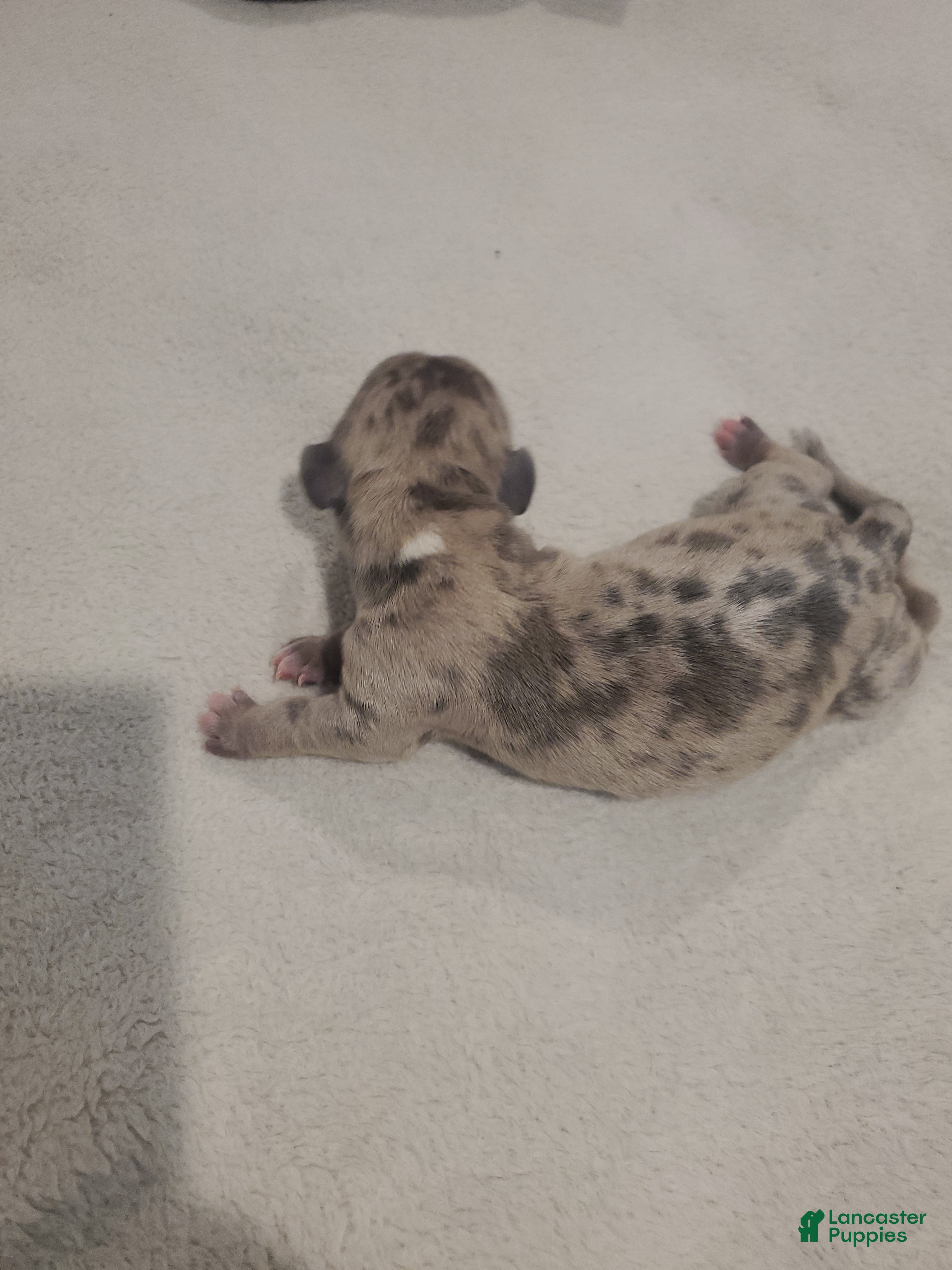 Miniature Dachshund dogs Miniature Dachshund 2 - Ad 33