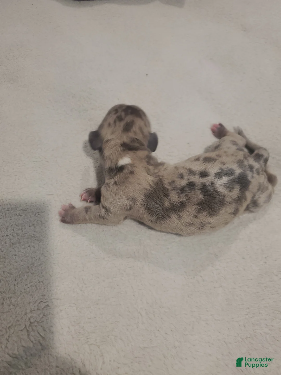 Miniature Dachshund dogs for sale: Miniature Dachshund 2 - Ad 1