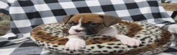 Boxer dogs for sale: Dontay - Ad 2