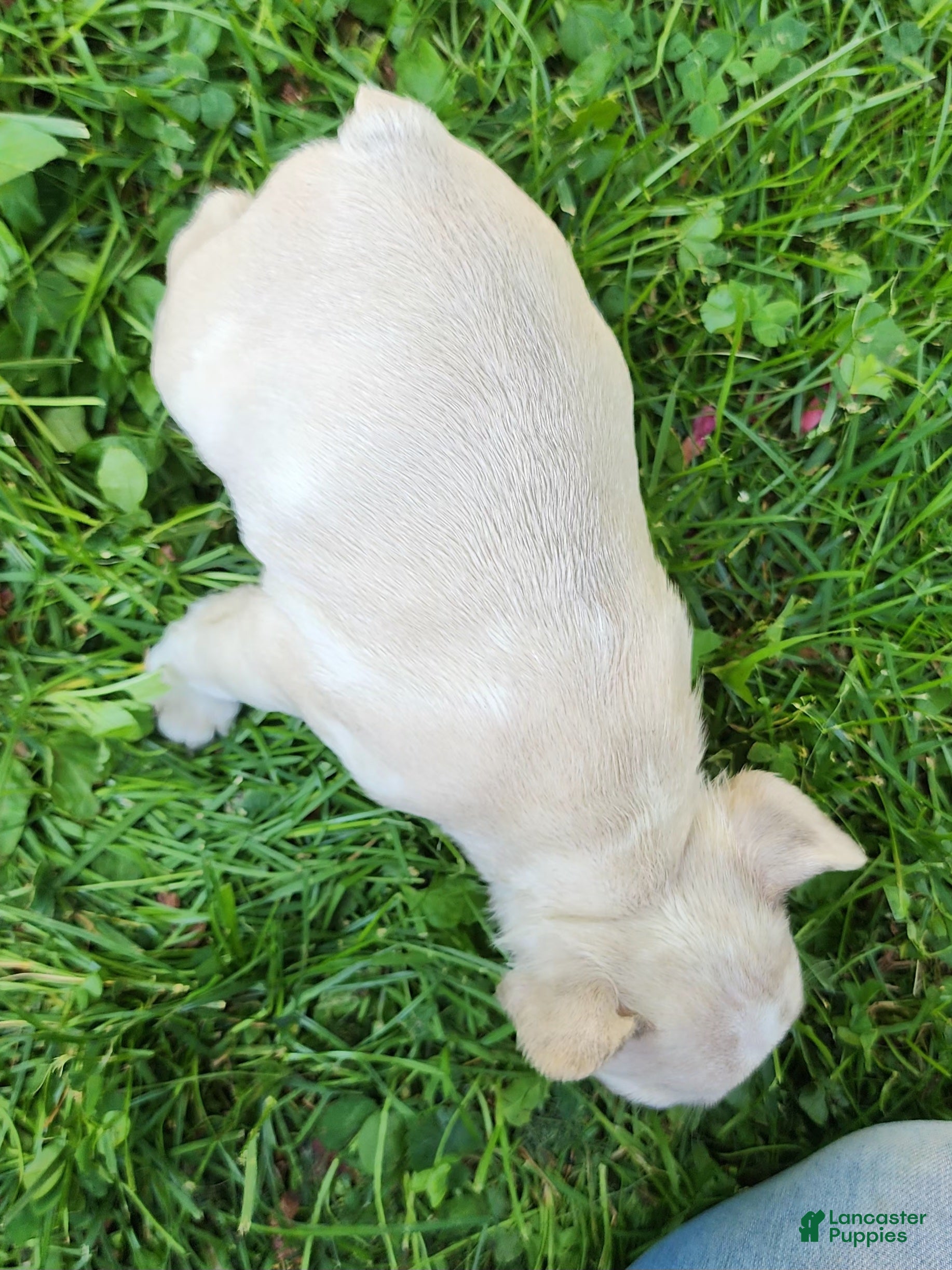 French Bulldog dogs Mello - Ad 2
