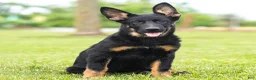German Shepherd dogs for sale: Sabrina German Shepherd Puppy  - Ad 3