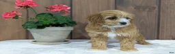 Cavapoo dogs for sale: Cavapoo Puppy 1 - Ad 6